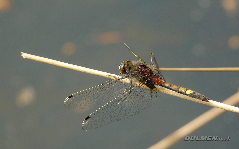 Yellow-spotted Whiteface (Male, Leucorrhinia pectoralis)